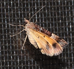 Chrysolarentia lucidulata