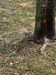Sciurus carolinensis