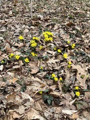 Eranthis