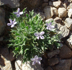 Langloisia setosissima