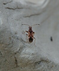 Neopamera albocincta