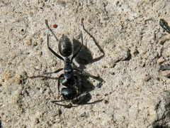 Calomyrmex