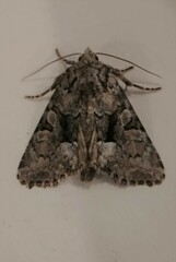 Eremobina leucoscelis