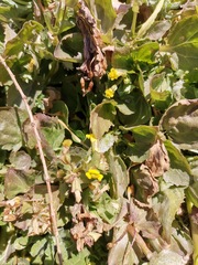 Erythranthe glabrata