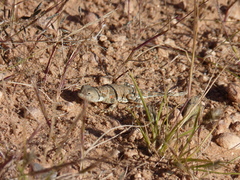 Phrynocephalus versicolor