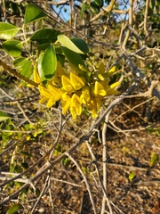 Sophora tomentosa