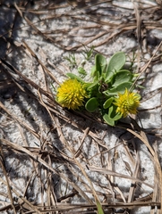 Polygala nana