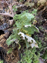 Lobaria pulmonaria
