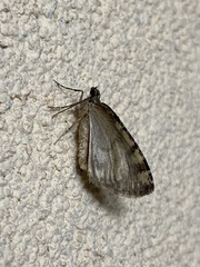 Hydriomena nubilofasciata
