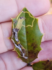 Phytomyza ilicis group