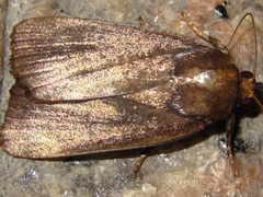 Amphipyra livida