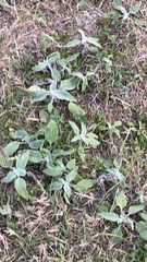 Stachys byzantina