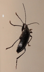 Alleculina