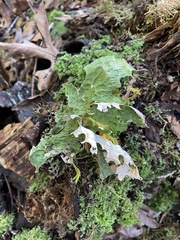Lobaria pulmonaria