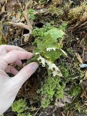 Lobaria pulmonaria