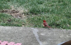 Cardinalis cardinalis