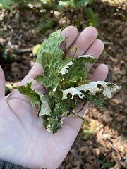 Lobaria pulmonaria