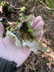 Lobaria pulmonaria