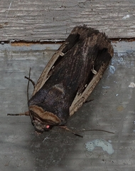 Proteuxoa tortisigna