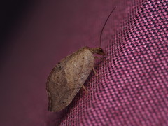 Drepanacra binocula