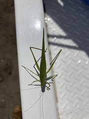 Polichne