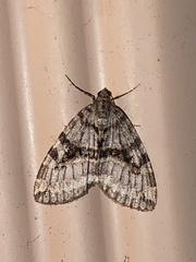 Hydriomena nubilofasciata