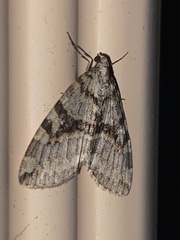 Hydriomena nubilofasciata