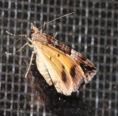 Chrysolarentia lucidulata