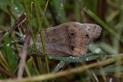 Junonia genoveva hilaris
