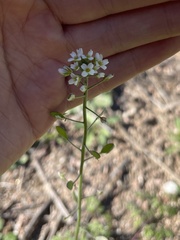 Tomostima platycarpa