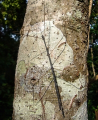 Cuniculina cuniculus