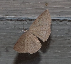 Poecilasthena anthodes