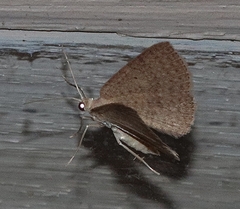 Poecilasthena anthodes