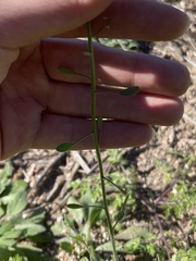 Tomostima platycarpa