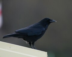 Corvus corone