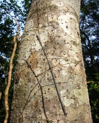 Cuniculina cuniculus