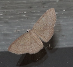 Poecilasthena anthodes