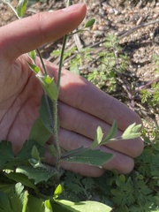 Tomostima platycarpa