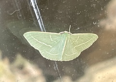 Chlorocoma stereota