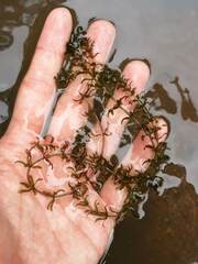 Hydrilla