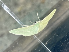 Chlorocoma stereota