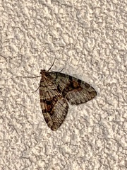 Hydriomena nubilofasciata