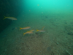 Mulloidichthys dentatus