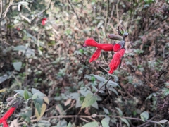 Salvia fulgens