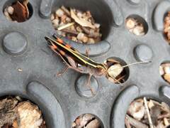 Macrocara conglobata