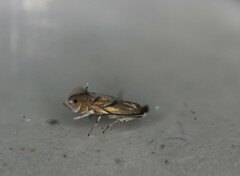 Phyllonorycter aeriferella