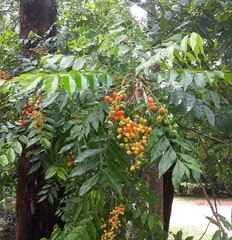 Ganophyllum falcatum