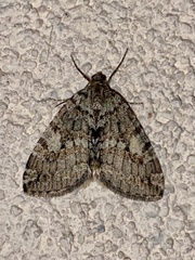 Hydriomena nubilofasciata