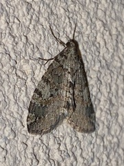 Hydriomena nubilofasciata
