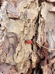 Dictyoptera aurora
